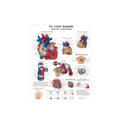 Planche anatomique - Le coeur humain