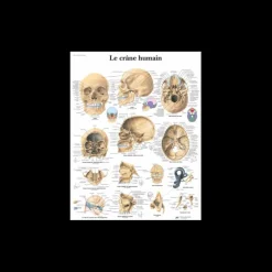 Planche anatomique - Le crâne humain