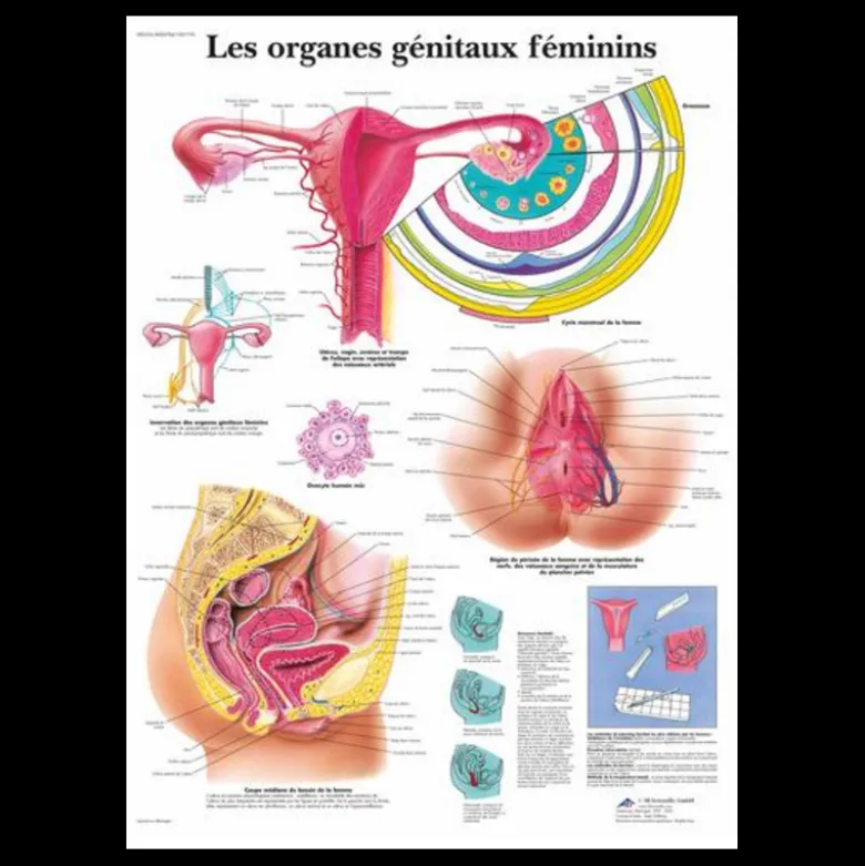 Planche anatomique - Les organes génitaux féminins
