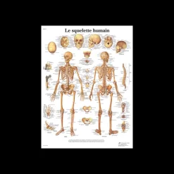 Planche anatomique - Le squelette humain