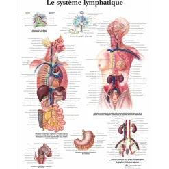 Planche anatomique - Le système lymphatique