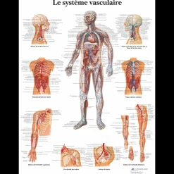 Planche anatomique - Le système vasculaire