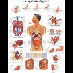 Planche anatomique - Le système digestif