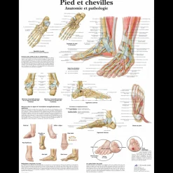 Planche anatomique - Pied et chevilles