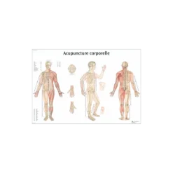 Planche anatomique - Point d'acupuncture corporelle
