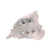 Sacrum avec coccyx Erler Zimmer