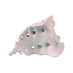 Sacrum avec coccyx Erler Zimmer