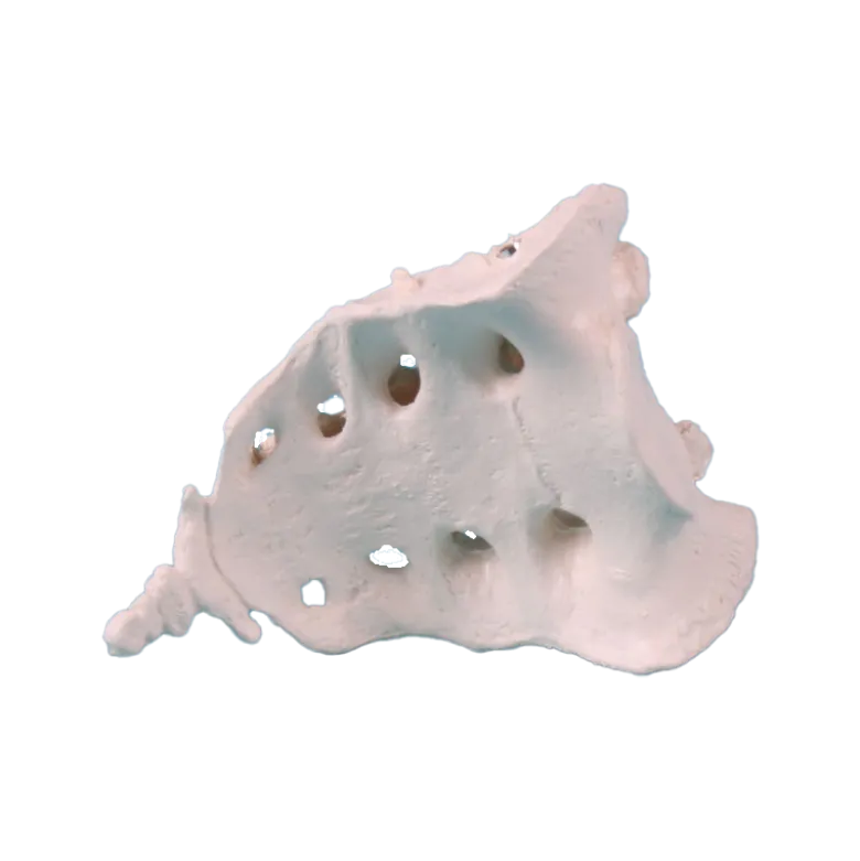 Sacrum avec coccyx Erler Zimmer