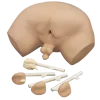 Simulateur d'examen de la prostate Erler Zimmer