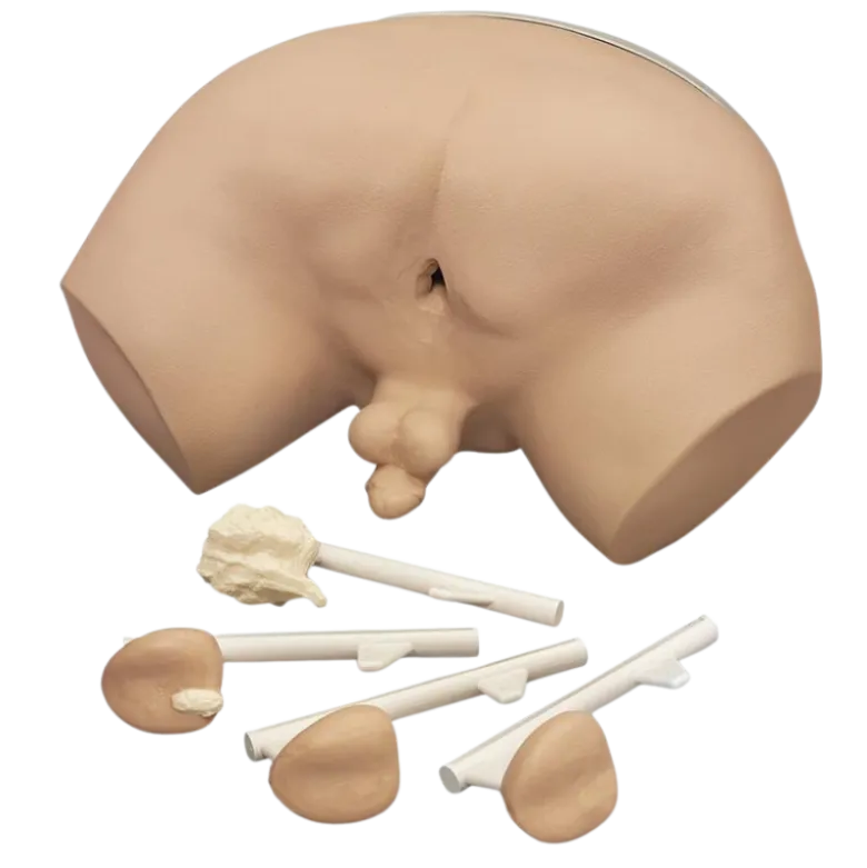 Simulateur d'examen de la prostate Erler Zimmer