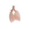 Simulateur d'intubation Ambu