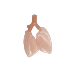 Simulateur d'intubation Ambu
