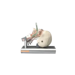 Simulateur d'intubation Ambu