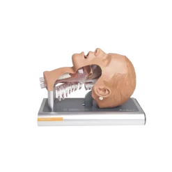 Simulateur d'intubation Ambu