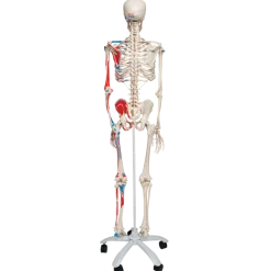 Squelette classique Max sur support 5 roulettes 3B Scientific