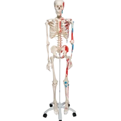 Squelette classique Max sur support 5 roulettes 3B Scientific