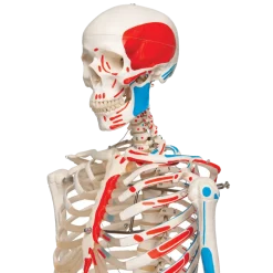 Squelette classique Max sur support 5 roulettes 3B Scientific