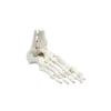 Squelette de pied avec l'insertion du tibia et du péroné Erler Zimmer
