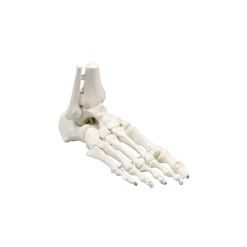Squelette de pied avec l'insertion du tibia et du péroné Erler Zimmer