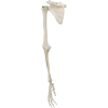 Squelette du membre supérieur avec scapula et clavicule 3B Scientific