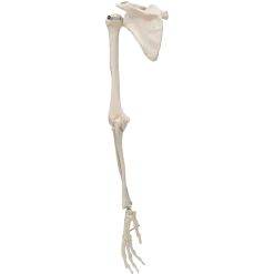 Squelette du membre supérieur avec scapula et clavicule 3B Scientific