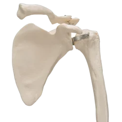 Squelette du membre supérieur avec scapula et clavicule 3B Scientific