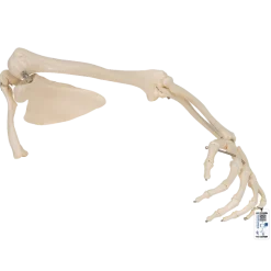 Squelette du membre supérieur avec scapula et clavicule 3B Scientific