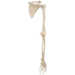 Squelette du membre supérieur avec scapula et clavicule 3B Scientific