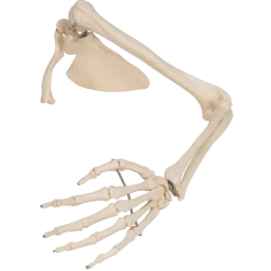 Squelette du membre supérieur avec scapula et clavicule 3B Scientific