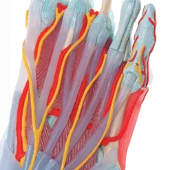 Squelette du pied avec ligaments et muscles