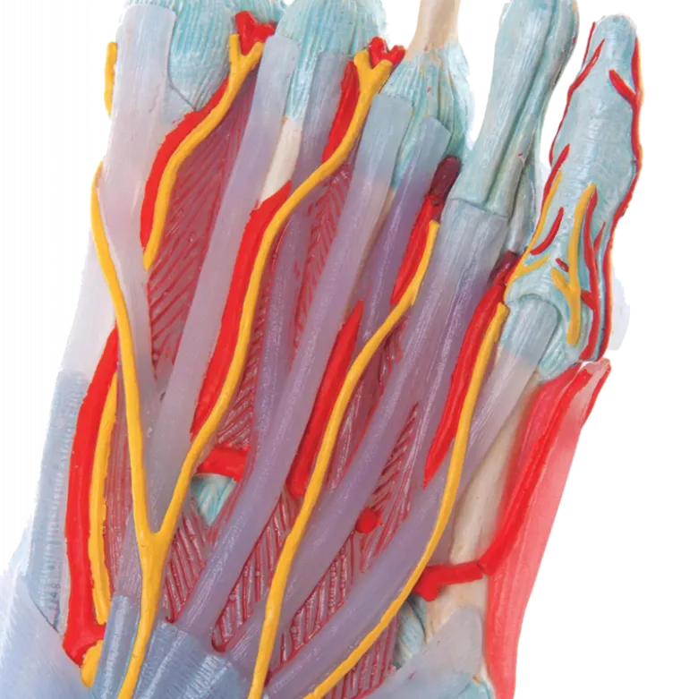 Squelette du pied avec ligaments et muscles