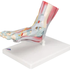 Squelette du pied avec ligaments et muscles
