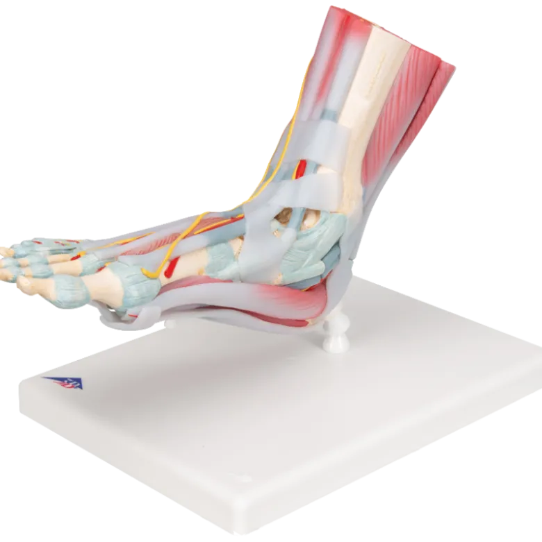 Squelette du pied avec ligaments et muscles
