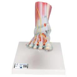 Squelette du pied avec ligaments et muscles