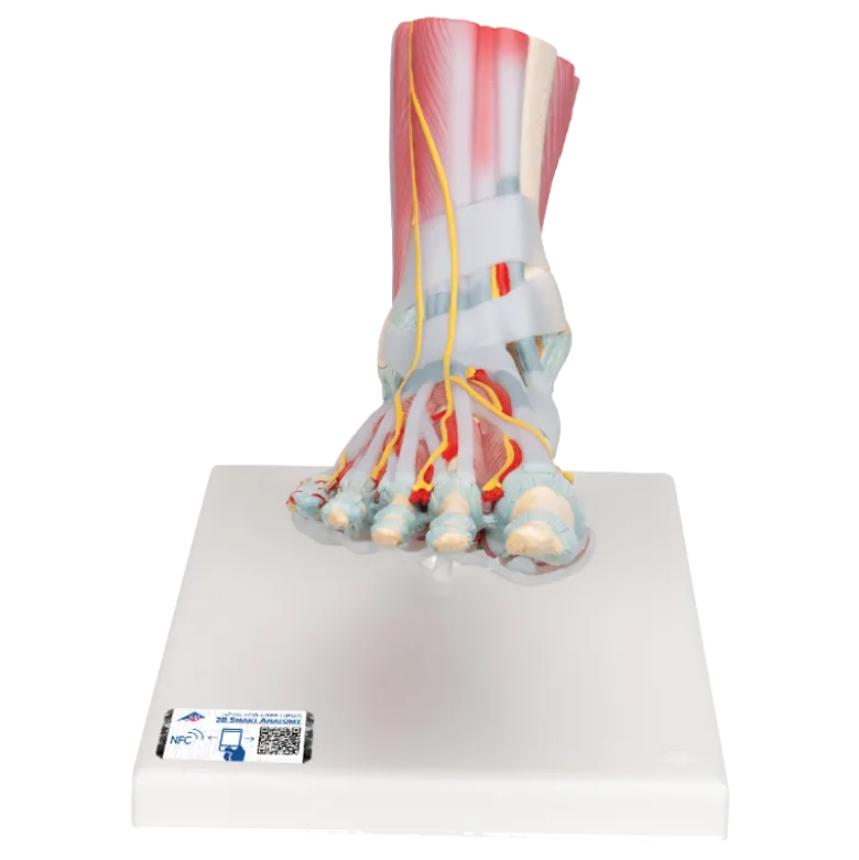 Squelette du pied avec ligaments et muscles