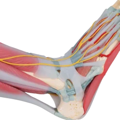Squelette du pied avec ligaments et muscles