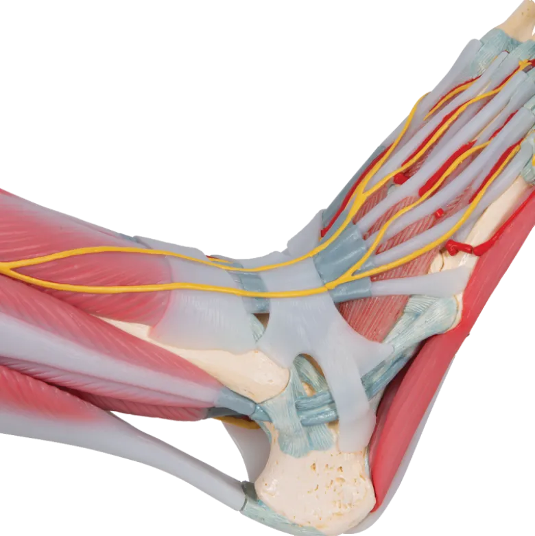 Squelette du pied avec ligaments et muscles