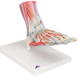 Squelette du pied avec ligaments et muscles