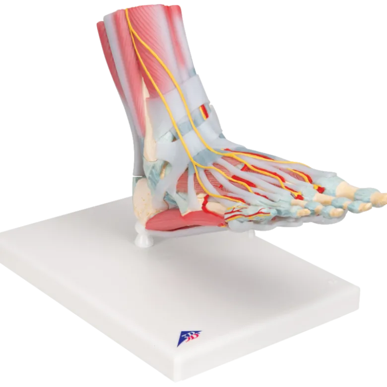 Squelette du pied avec ligaments et muscles