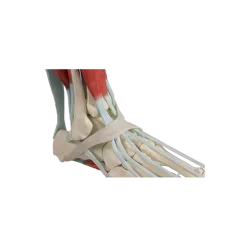 Squelette du pied avec ligaments Erler Zimmer