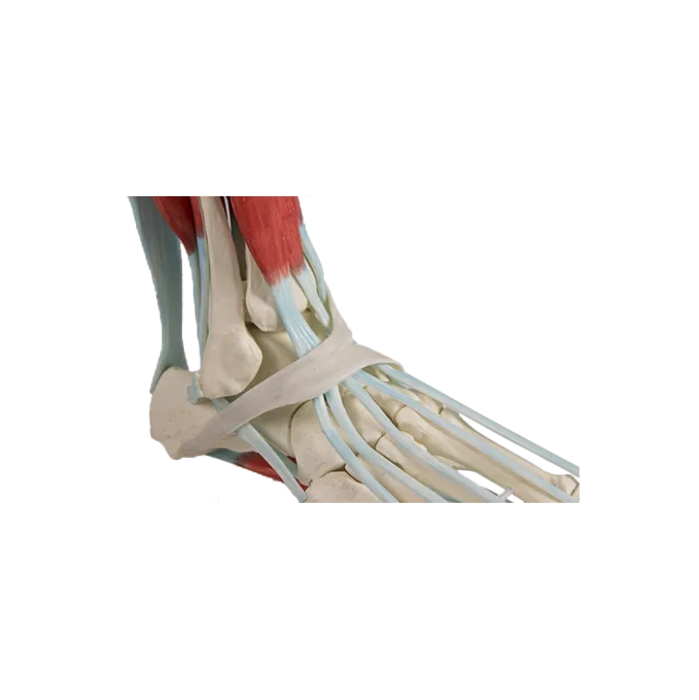 Squelette du pied avec ligaments Erler Zimmer
