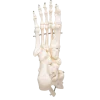 Squelette du pied avec moignon tibia et fibula (péroné) sur fil de fer 3B Scientific
