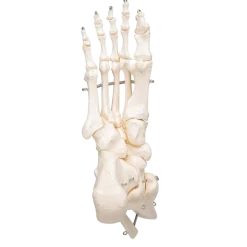 Squelette du pied avec moignon tibia et fibula (péroné) sur fil de fer 3B Scientific