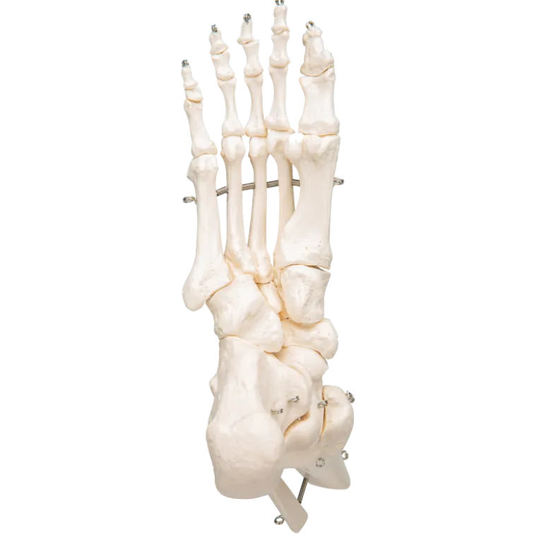 Squelette du pied avec moignon tibia et fibula (péroné) sur fil de fer 3B Scientific