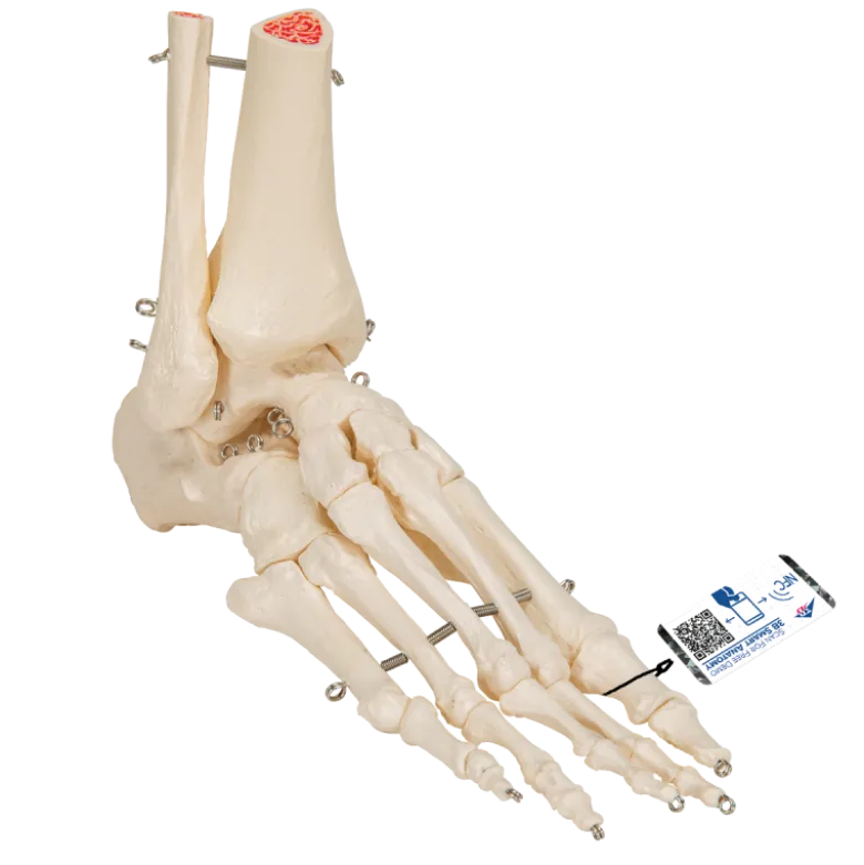 Squelette du pied avec moignon tibia et fibula (péroné) sur fil de fer 3B Scientific