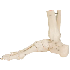 Squelette du pied avec moignon tibia et fibula (péroné) sur fil de fer 3B Scientific