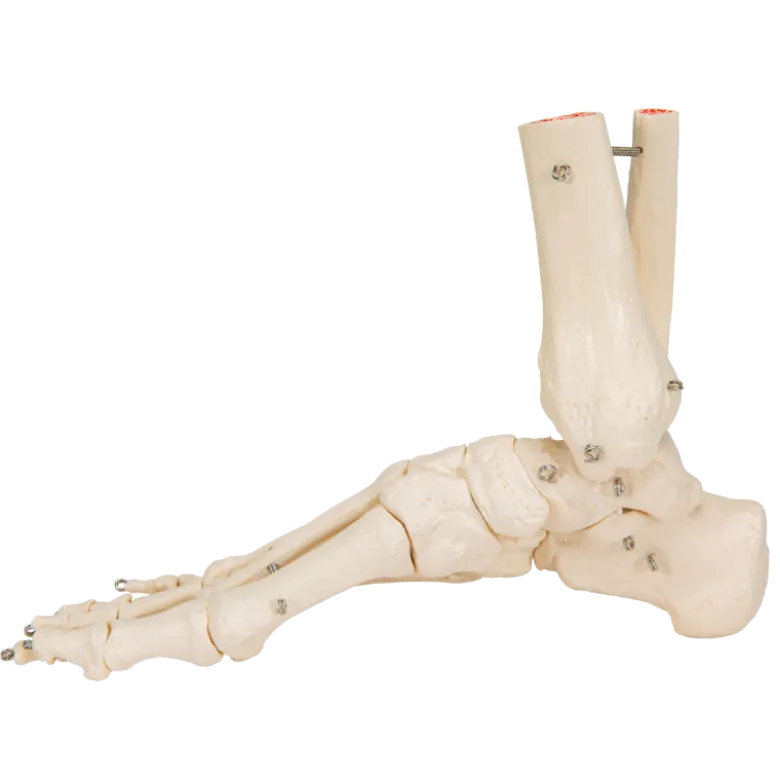 Squelette du pied avec moignon tibia et fibula (péroné) sur fil de fer 3B Scientific