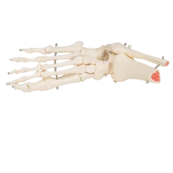 Squelette du pied avec moignon tibia et fibula (péroné) sur fil de fer 3B Scientific
