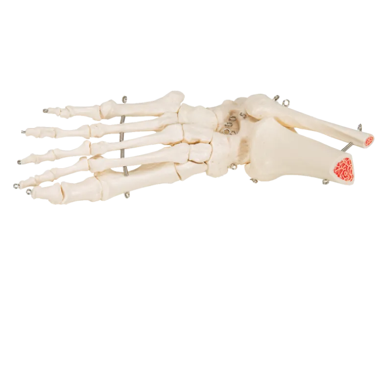 Squelette du pied avec moignon tibia et fibula (péroné) sur fil de fer 3B Scientific