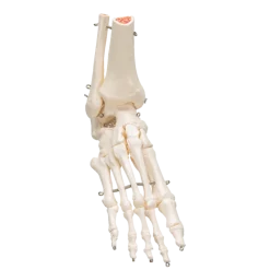 Squelette du pied avec moignon tibia et fibula (péroné) sur fil de fer 3B Scientific
